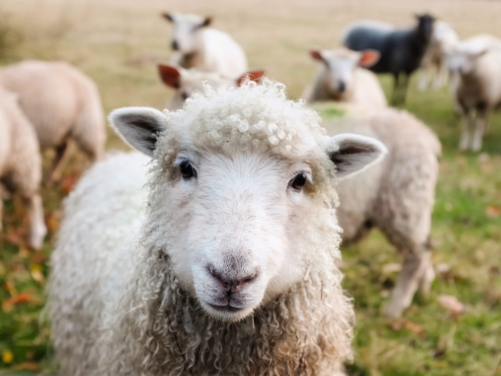 Was ist der Unterschied zwischen Schurwolle, Merinowolle und normale Wolle?